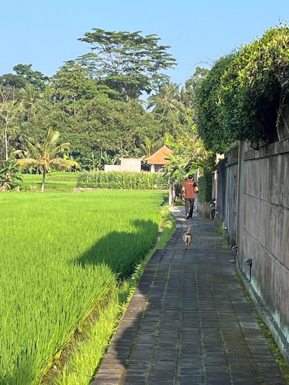 乌玛帕迪别墅 乌布 外观 照片